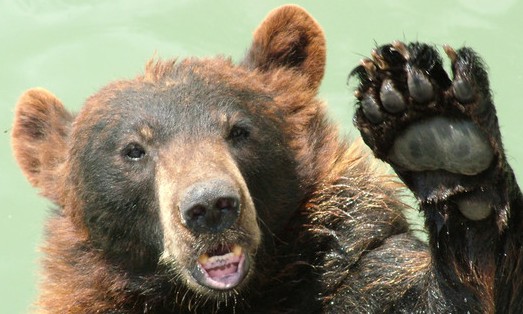 bear saying hello