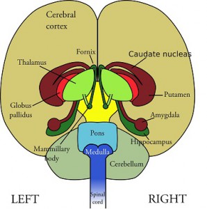 Tinnitus and the Brain