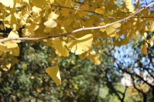 Is Ginkgo Biloba good for Tinnitus?