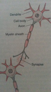 New drug treatment for Tinnitus