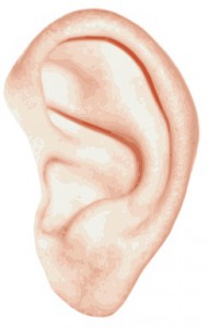 Everything about the Ear