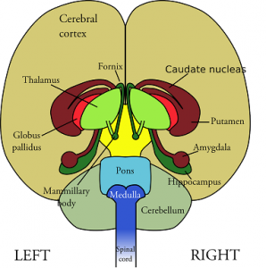 Latest Tinnitus News Part 5