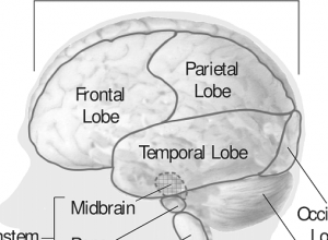 Frontal Lobe2